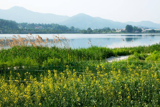 Water Garden Landscape