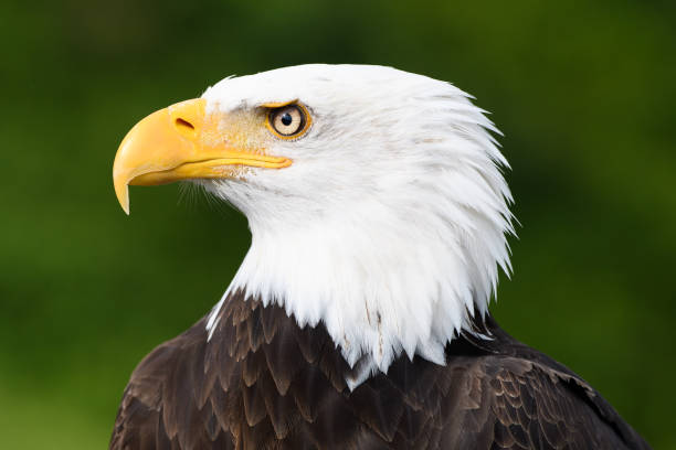 profilo ravvicinato di bald eagle - north america bald eagle portrait vertical foto e immagini stock