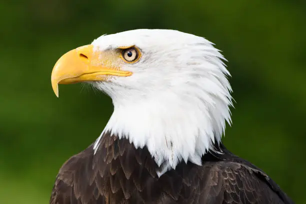 This is a striking close-up head and shoulder profile photo of a mature, iconic American Bald Eagle. It is against a blurred green background. It has a white head, brown body, and a hooked beak. Only one eye is visible as it's a profile shot. The feathers are clean and crisp. Shot in the wild, late afternoon.