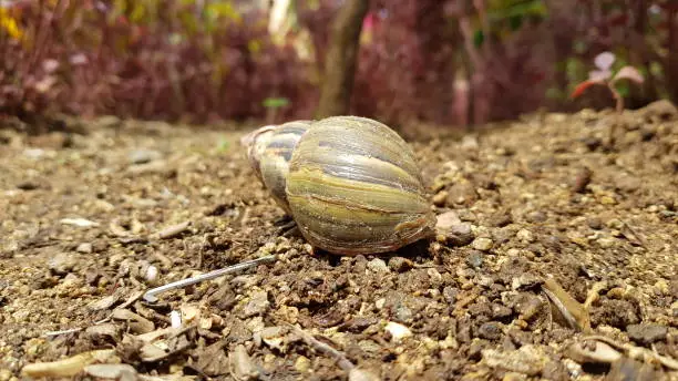 A large snail on the tropical island of Mauritius in it's natural habitat.
