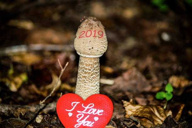 istock Happy New Year 2019 image, 2019 is growing up and bringing up love, abstract creative photography 1069028474