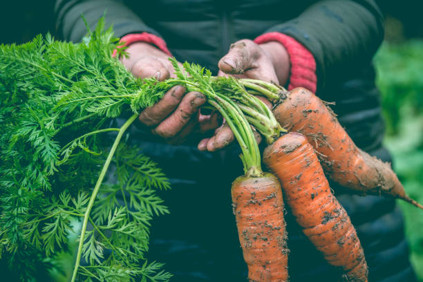 istock Farmers Hand holding organic Carrots 1069032996