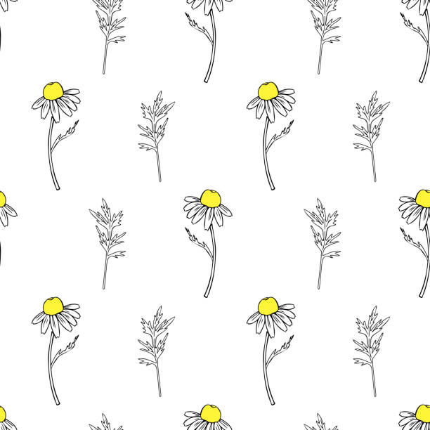 ilustrações de stock, clip art, desenhos animados e ícones de seamless floral pattern, chamomile wild field flower isolated on white background, hand drawn daisy sketch vector illustration for design package tea, organic cosmetic, natural medicine, greeting card - m chamomilla