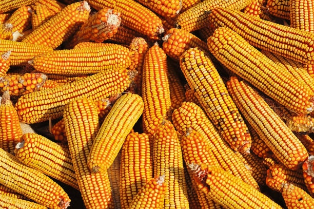 corn harvest background stock photo