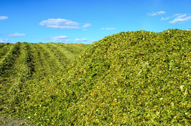 砕いたトウモロコシのサイレージは、サイロのトレンチ、ピットに敷設の準備ができて。 - silage field hay cultivated land ストックフォトと画像