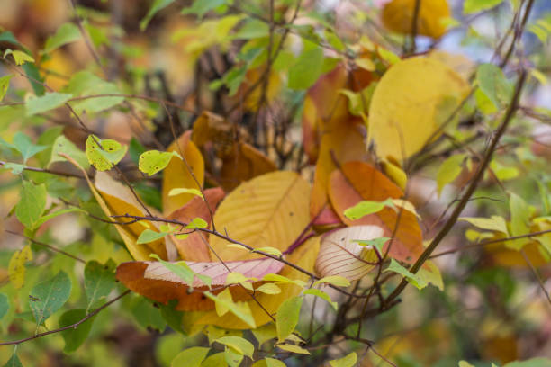 istock Beautiful colorful autumn leaves. 1069041372