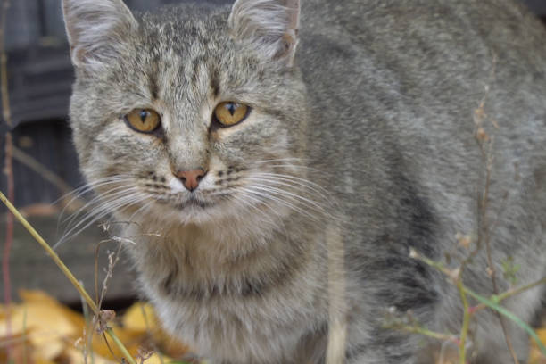 istock Portrait of grey cat with sad eyes 1069049002