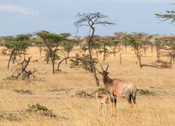 istock Topi with new born calf in Masai Mara, Kenya 1069054598