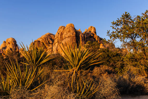 istock The Hidden Vally Area in Johua Tree National Park 1069069182