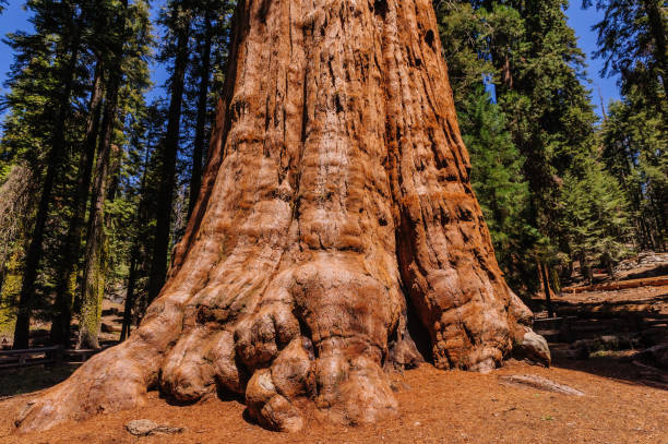 istock Giant Sequoia in the Sherman Grove 1069070498