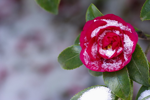 Snow and camellia