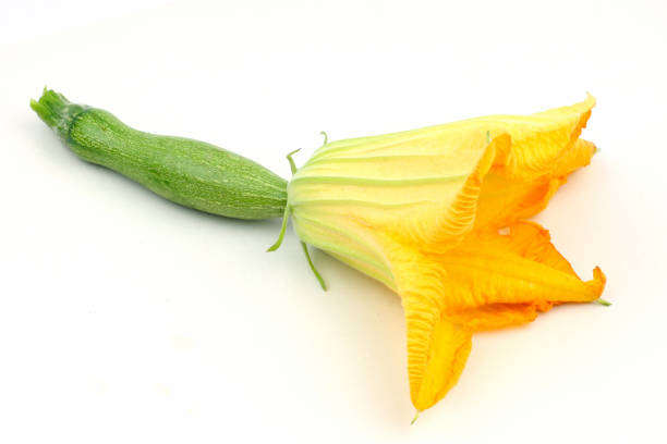 Zucchini flowers  isolated on white background