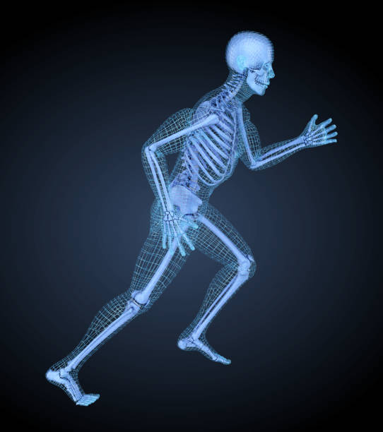 istock Running man, 3D mesh other skeleton model. 3D illustration concept 1069077558