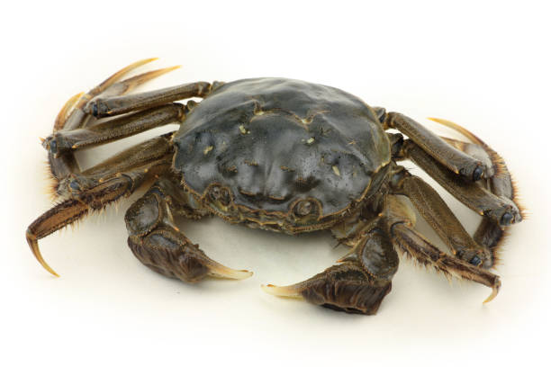 istock A fresh crab on a white background is very delicious food 1069079816