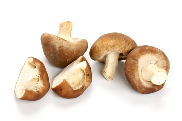 istock Isolated white background of shiitake mushrooms 1069079890