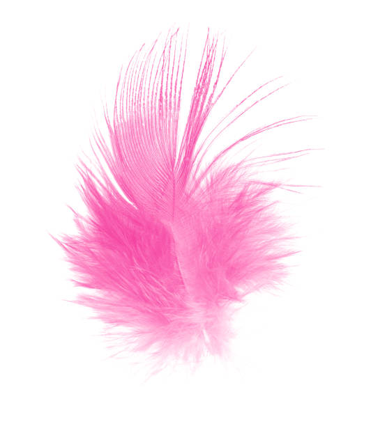 istock Beautiful pink magenta feather isolated on white background 1069079986