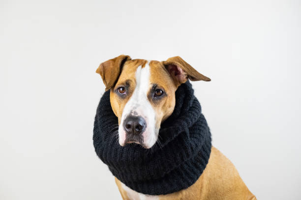 Beautiful staffordshire terrier puppy in black scarf in studio background