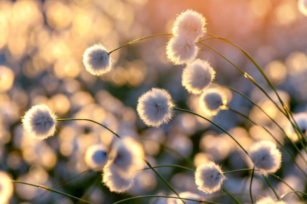 arctic cotton in the swamp - cotton grass sedge grass nature imagens e fotografias de stock