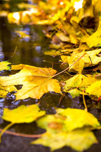 istock autumn background with maple leaves, natural autumn scene 1069082136