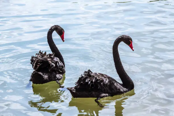 Beautiful black swan in city park lake