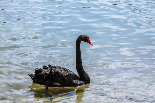 Beautiful black swan in city park lake