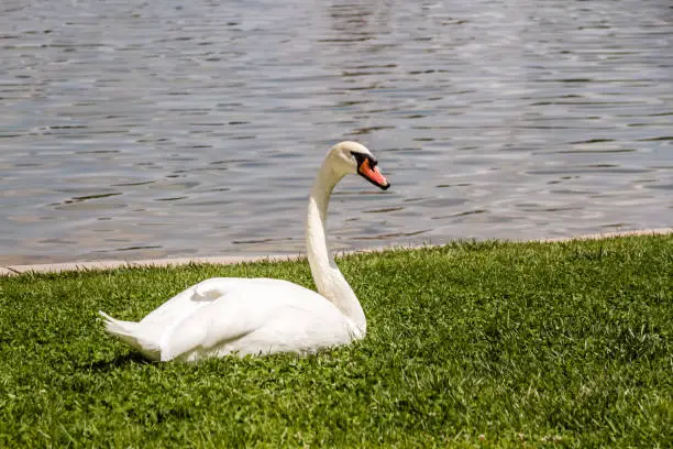 Beautiful white swan on the grass in a city park