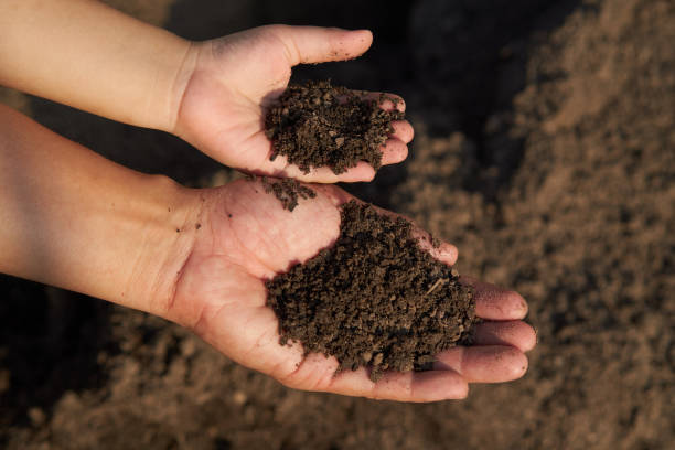 istock Father and son holding the soil. 1069083878