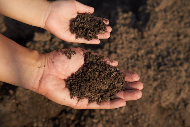 istock Father and son holding the soil. 1069083880