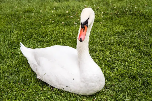 Beautiful white swan on the grass in a city park
