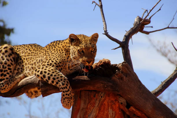 istock Wild leopard in Savannah Africa 1069085702