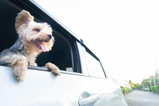 A happy  Yorkshire Terrier dog is hanging is tongue out of his mouth and ears blowing in the wind as he sticks his head out a moving and driving car window.dog smile and happy for travel.