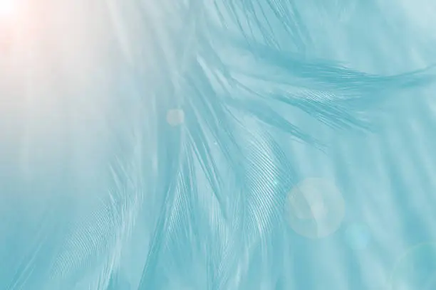 Beautiful blue vintage color trends feather texture background with orange light