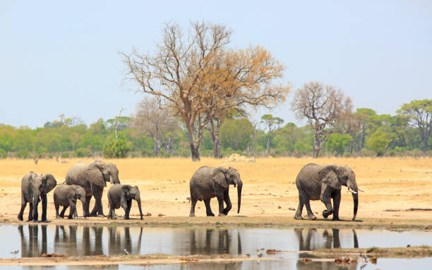 istock Elephants walking past a waterhole with reflection against a treelined and pale blue background 1069087822