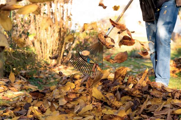 recueillir des feuilles d’automne sous un cerisier dans un jardin - râteau photos et images de collection