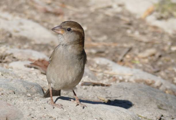istock Sparrow females 1069095290