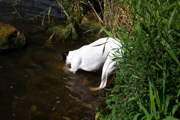 istock White dog playing in water of Dutch river Meuse 1069095844