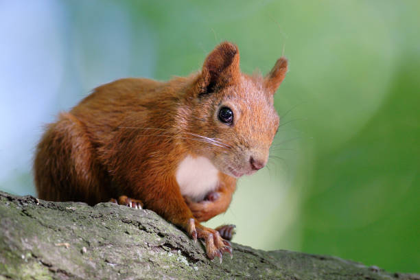 Single Red Squirrel on a tree branch Single Red Squirrel on a tree branch in Poland forest during a spring period hiding eurasian red squirrel (sciurus vulgaris) stock pictures, royalty-free photos & images