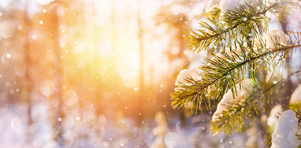 Winter bright background with snowy pine branches in the sun.