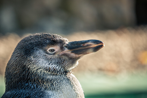 Close-up of a sweet penguin.
