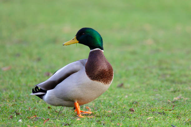 istock Single male Mallard Duck bird on grassy wetlands 1069102040