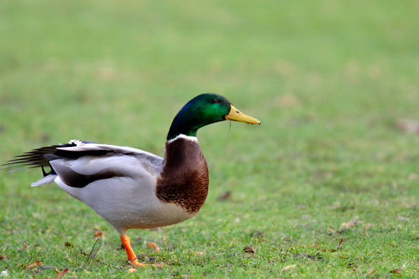 istock Single male Mallard Duck bird on grassy wetlands 1069102062