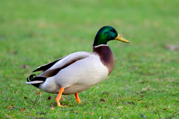 istock Single male Mallard Duck bird on grassy wetlands 1069102088