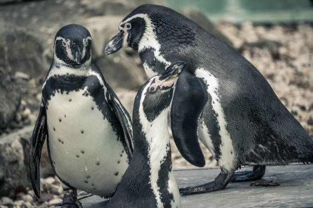 istock Close-up of a penguin 1069102140