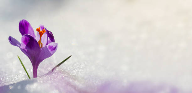 Amazing sunlight on spring flower crocus. View of magic blooming spring flowers crocus growing in wildlife. Big panoramic photo of majestic spring flower crocus in snow