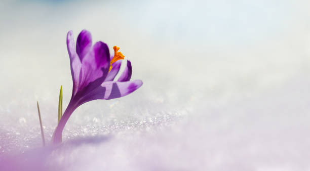 istock Amazing sunlight on spring flower crocus. View of magic blooming spring flowers crocus growing in wildlife. Big panoramic photo of majestic spring flower crocus in snow 1069102378
