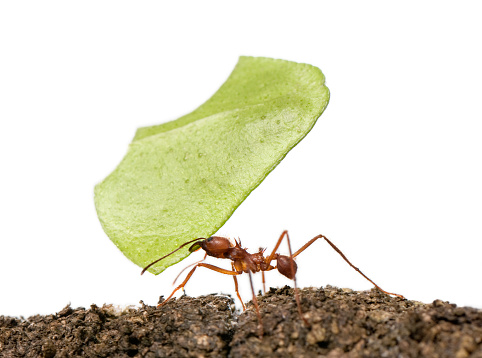 Leaf-cutter ant, Acromyrmex octospinosus, carrying leaf in front of white background