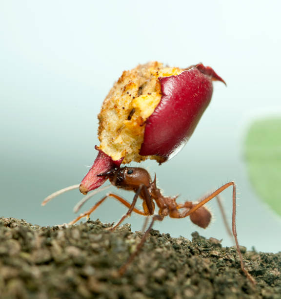 "n Leaf-cutter ant, Acromyrmex octospinosus, carrying eaten apple edible ants stock pictures, royalty-free photos & images