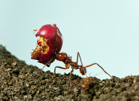 Leaf-cutter ant, Acromyrmex octospinosus, carrying eaten apple