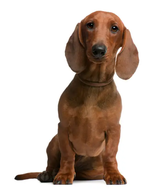 Dachshund puppy, 6 months old, sitting in front of white background