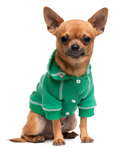 istock Dressed mixed-breed dog, sitting in front of white background 1069103852